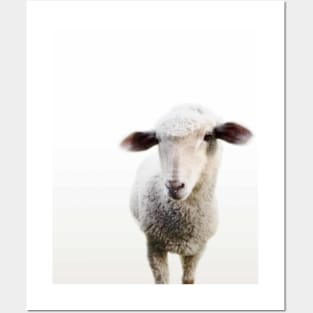 little lamb Posters and Art